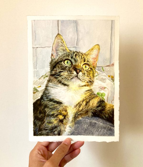 Cat portrait ollie